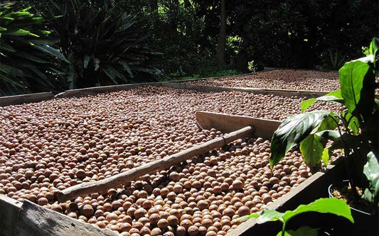 What You Need To Know About Macadamia Nuts