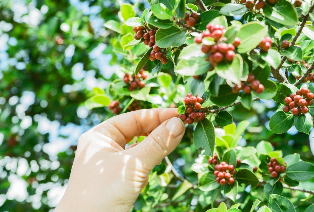 coffeeberries